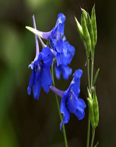 5b7cd84329947.jpg 5b7cd84329947.jpg